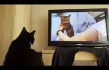 Najśmieszniejsze koty, kot ogląda tv, animal planet