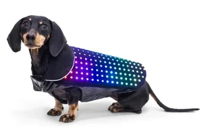 Disco Dog – wariat to już czy praktyczne stworzenie?