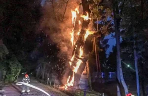 W nocy płonął 600-letni dąb Mieszko I. To najstarsze drzewo w stolicy!