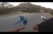 Niesmowity wyścig papugi z motocyklem
