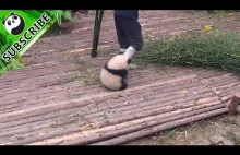 Mała panda domaga się przytulania