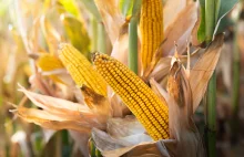 Zmowa cenowa na rynku kukurydzy? KRIR liczy na interwencje ministra i UOKiK
