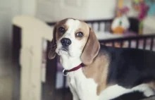 Why you should get a beagle is the cutest dog video you'll see today:)