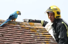 Niegrzesząca kulturą papuga utknęła na dachu budynku.