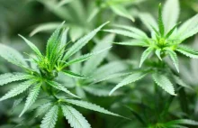 W Gruzji zalegalizowano marihuanę do celów medycznych i rekreacyjnych