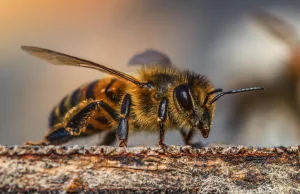 Wygrana pszczół