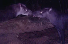 Odkryto nowy gatunek tapira. To największy odkryty ssak od bardzo, bardzo dawna.
