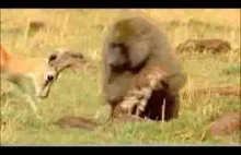 Mała gazela atakuje drapieżnika, aby uratować swoje młode.