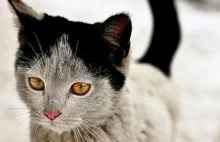 10 Cats With Unusual Markings