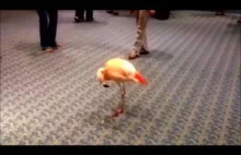 Samotny taniec flaminga ;-)