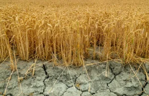 Rolnicza susza w środku zimy. To oznacza trudny rok dla rolników i wysokie ceny