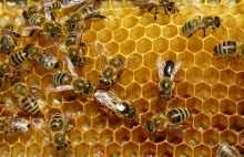 Sygnał telefonów komórkowych jednak ma wpływ na pszczoły...