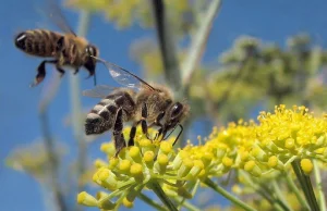 UE zakazała stosowania pestycydów, które masowo zabijają pszczoły.