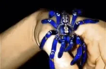 Niebieska Tarantula