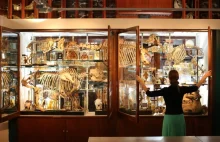 Londyńskie Muzeum Zoologii i Anatomii Porównawczej