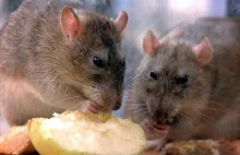 [ENG] Szczurze mięso sprzedawane w Chinach jako baranina
