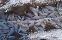 Tysiące śniętych ryb pod lodem we wsi na Mazowszu