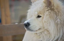 Pies z Ałtaju najstarszym znanym przodkiem naszych najlepszych przyjaciół