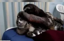 Kot w czułych objęciach leniwca