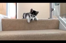 Szczeniak Husky uczy się schodzić po schodach.