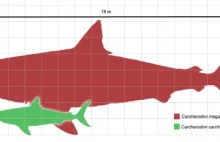 Megalodon - największa ze znanych ryb drapieżnych