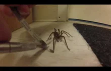 Obieranie pająka z farfocli