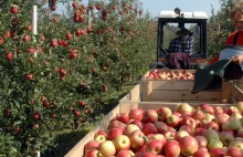 Polskie jabłka wróciły do Rosji. I to mimo sankcji