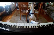 Pies gra na pianinie i spiewa.