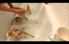4 młode fenki się kąpią. Niezwykle urocze zwierzątka.