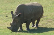 Naukowcy chcą przywrócić gatunek nosorożca białego . Mają trzy embriony