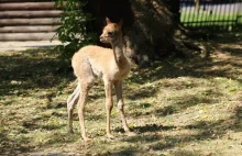 Niezwykłe narodziny w warszawskim ZOO