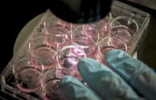 Po raz pierwszy komórki macierzyste krwi wyhodowano w laboratorium