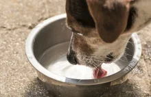 Nowy sposób złodziei mieszkań - kradzież na "wodę dla psa"