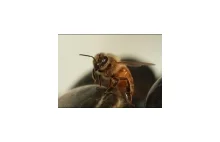 Pszczoły bojowe