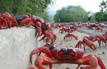 Wielka migracja czerwonych krabów. Kraby, miliony krabów.
