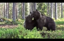 Walka niedźwiedzi