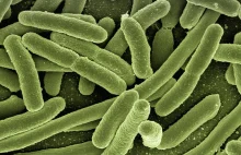 Uff! Odkryto nową metodę walki z bakteriami