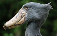 Trzewikodziób (Balaeniceps rex). Zapraszam do artykułu o tym niezwykłym ptaku.