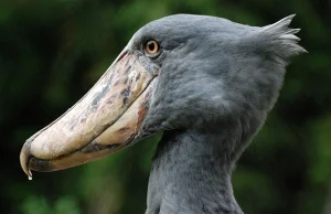Trzewikodziób (Balaeniceps rex). Zapraszam do artykułu o tym niezwykłym ptaku.