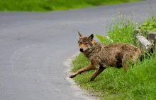 Martwy wilk nie był ofiarą kłusowników. Prawdopodobnie został potrącony