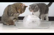 Koty i lodową kulę