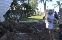 Kobieta z Florydy poślubiła drzewo. Chce je uratować przed wycinką