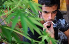 Jamajka legalizuje marihuanę!
