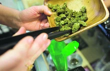 Niemcy kupią od polskiej spółki 50 ton medycznej marihuany