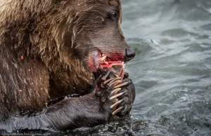 Niedźwiedzie idą na połów