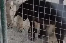 Pies pokazuje lwicom kto tu rządzi