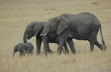 Koniec wojny rolników ze słoniami?