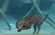 Jaguary są świetnymi pływakami...