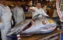 Gigantyczny tuńczyk sprzedany za 2,7 mln