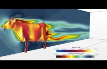 Aerodynamika krowy przy 150 km/h